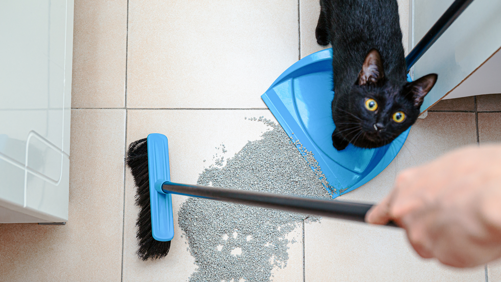 How to Stop Your Kitty from Tracking Litter